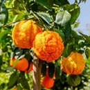 BERGAMOT(베르가못)