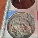 배스킨라빈스/던킨 SPC스퀘어 강남 | 배스킨라빈스 SPC스퀘어점 방문 후기 및 맛 추천(두바이크런치봉봉,바람과 함께 사라지다, 진정한...