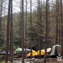 때묻지 않은 숲속 7성급 오토캠핑장, 청옥산자연휴양림캠핑장 이미지