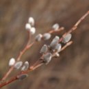 강이랑아지랑 이미지