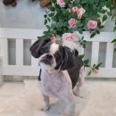 댕댕이 미장원 이미지