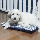 부산경상대학교 반려견유치원 | 교육이 있는 부산반려견놀이터 BSKS반려동물교육문화센터