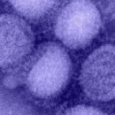 H3N2 이미지