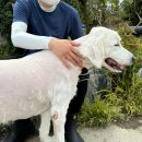 제이엠코케이센타 | [부산동물보호센터] 유기견봉사후기 2026.4 ②