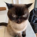 냥스타그램 이미지