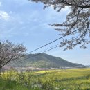 서부해안로(쉬미항) | 진도 여행 1일차 | 진도 가볼만한 곳 | 월가리 마을 | 벚꽃 길 |진도 유람선 |유채꽃