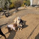 고양이 유치원 | [양산애견유치원 / 양산애견호텔] 240평 숲속댕토리 방문 후기