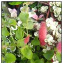 여우꼬리 이미지