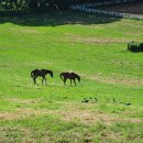 서울목장 이미지