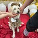 그루밍도그 | [도그와트 애견유치원] 4개월째 보내면서 쓰는 리얼 내돈내산 후기🐶