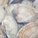 엄마수산 이미지