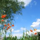 허수아비 이미지