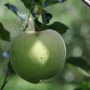 겸면농장 이미지