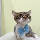 미야옹실 이미지