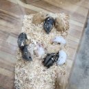 펫엔글라이더 인천점 이미지