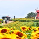 해바라기 하나 이미지