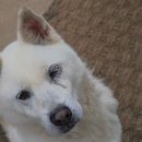 굿모닝24시동물병원 이미지