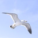 부산갈매기 이미지