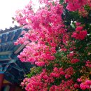 부소산성ㅡ숲길. 배롱나무 꽃...(1) 이미지