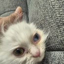 낭만고양이(강서점) 이미지