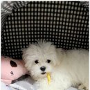 플루바잇츄 이미지