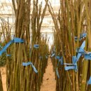 무안-4호 이미지