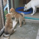 복실강아지 이미지