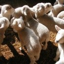 포숑포숑 이미지