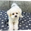 푸숑푸숑 | 푸숑특징 성격 털빠짐