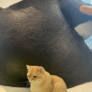 고양이카페 루프캣미 명동점 이미지