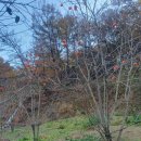 산수골농장 Daum카페