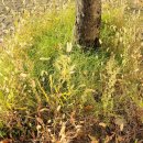 사면초가 이미지