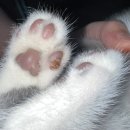 대전본동물병원 이미지