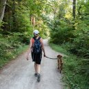 이로운 강아지 이미지