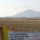 순천만 메추리 이미지