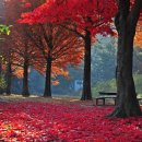 현충원 산책길 이미지