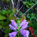 금파초교 이미지