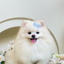 챠밍애견 네이버블로그