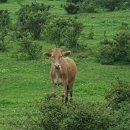 아프리카게스트하우스 이미지