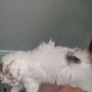 캣카페 낭만고양이 이미지