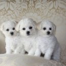 푸숑푸숑 이미지