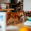 캐비어동물메디컬센터 이미지