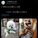 코사메