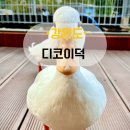 디코이덕 | 강원도 강릉 오리체험 카페 디코이덕 : 오리가 반겨주는 솔향수목원 근처 이색 카페 솔직 후기