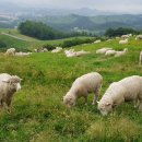 양떼목장 이미지