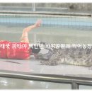 태국 파타야 아이랑 가볼만한 곳 추천 백만년 바위공원과 악어농장 동물원 방문 후기!