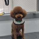 아임댕댕 이미지