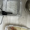 스카이락 | 하시는 분들 사이에서 유명한 창신리빙 스카이락 10L 사용 후기 #1만원대어항 [광고]도 추가로 넣었어요!