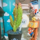 성모꽃방
