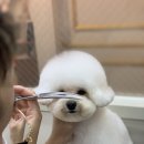 피카소 동물병원 미용 이미지